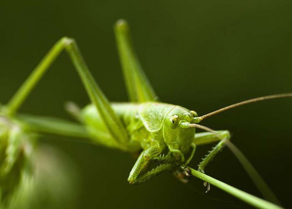 Cyromazine Cyromazine